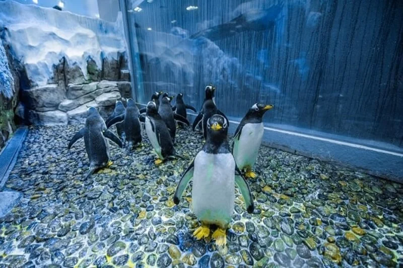 penguin_cove_at_dubai_mall_aquarium
